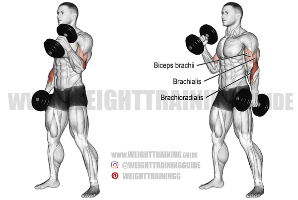 dumbbell hammer curl