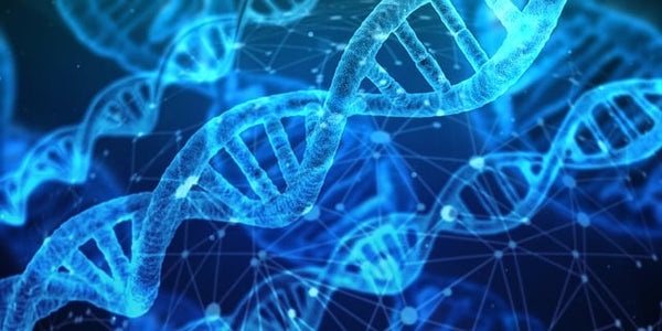 Gene DNA