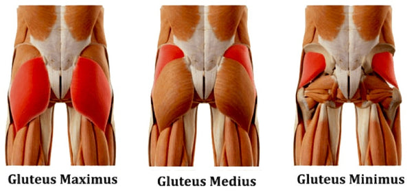 Glute Anatomy - 3 Muscles