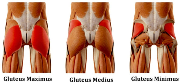 Glute anatomy diagram