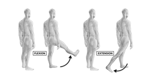 hip extension and flexion example