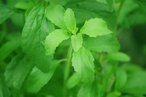 Stevia plant leaves