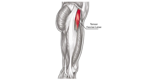 TFL muscle diagram