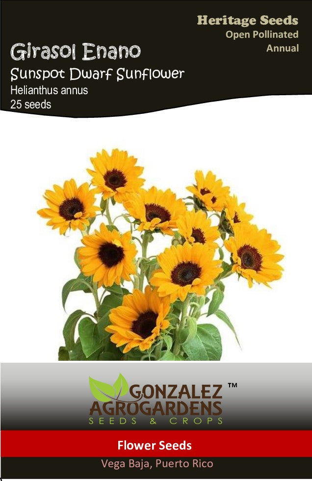 Girasol Enano Sunspot Dwarf Sunflower Seeds – Gonzalez AgroGardens