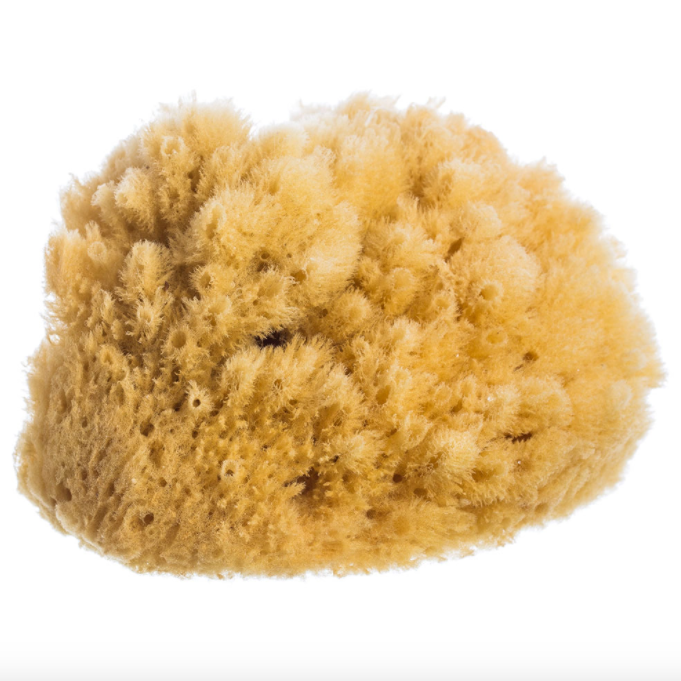 natural sea sponge