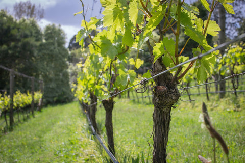 Bass & Flinders Distillery Mornington Peninsula grape vines in vineyard