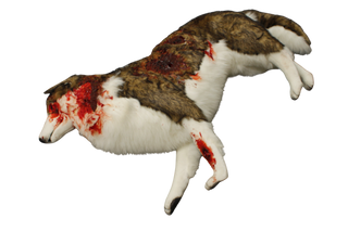 Husky Dog Prop – Dapper Cadaver Props