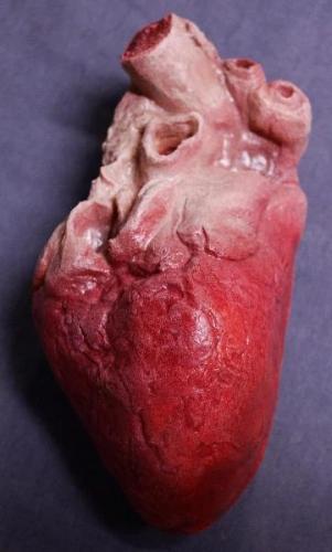 Lifelike Human Heart, Large Prop – Dapper Cadaver Props