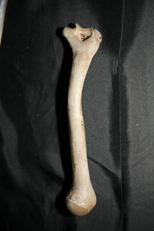 Arm Bone - Humerus Replica – Dapper Cadaver Props