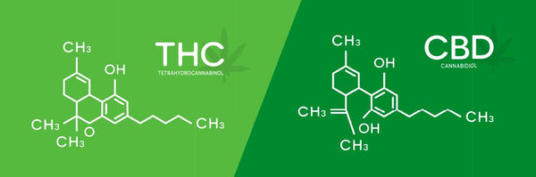 molecular difference between thc and cbd