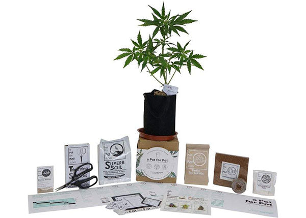 at home cannabis grow kit