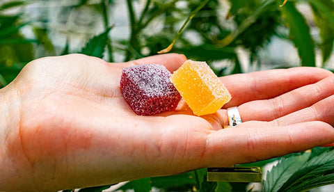 Hand holding two cannabis gummies made after decarboxylation