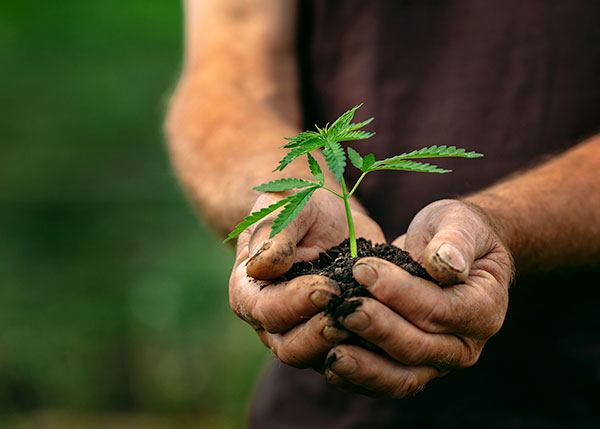 man holding cannabis seedling