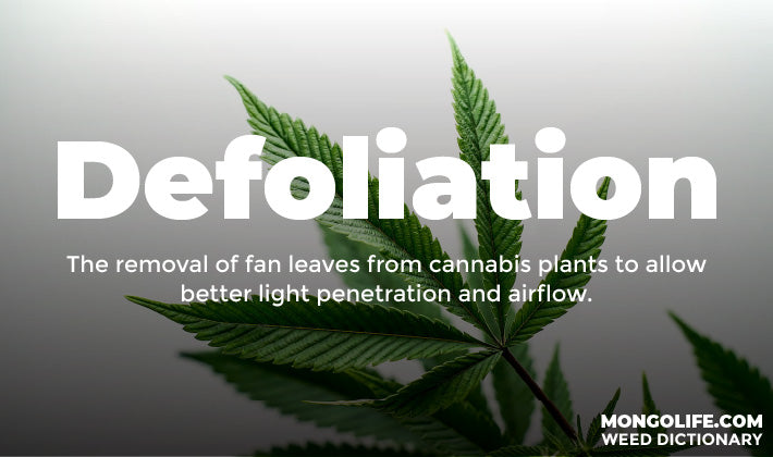 The Weed Dictionary: Stoners' Slang Explained