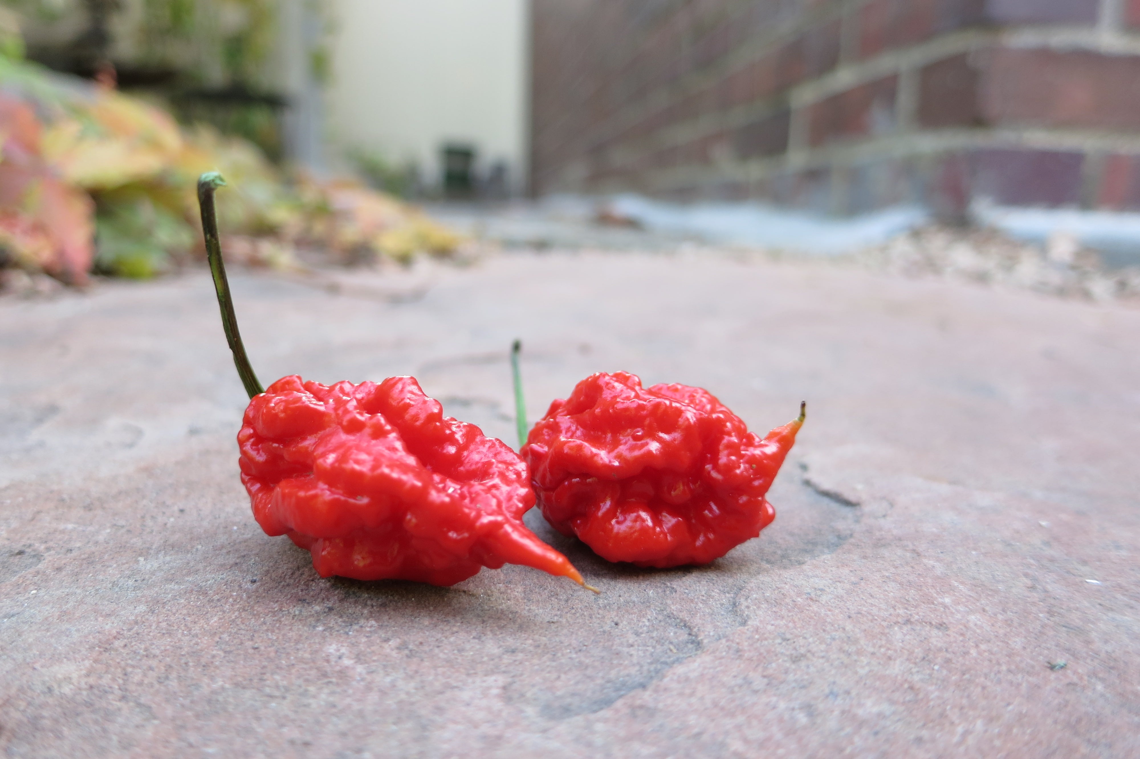 Hottest Pepper 2019 Sandia Seed Company