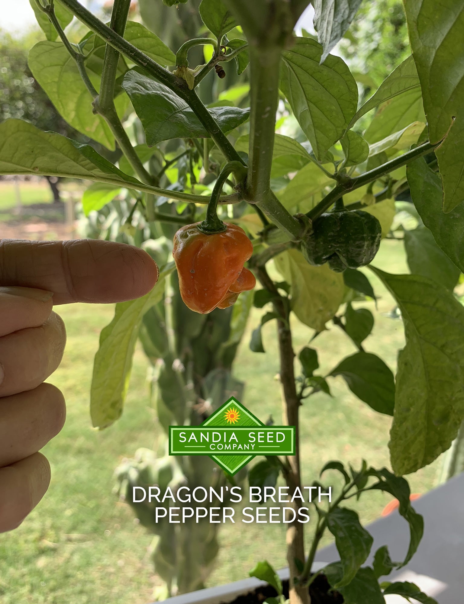 Dragon S Breath Pepper Seeds Sandia Seed Company