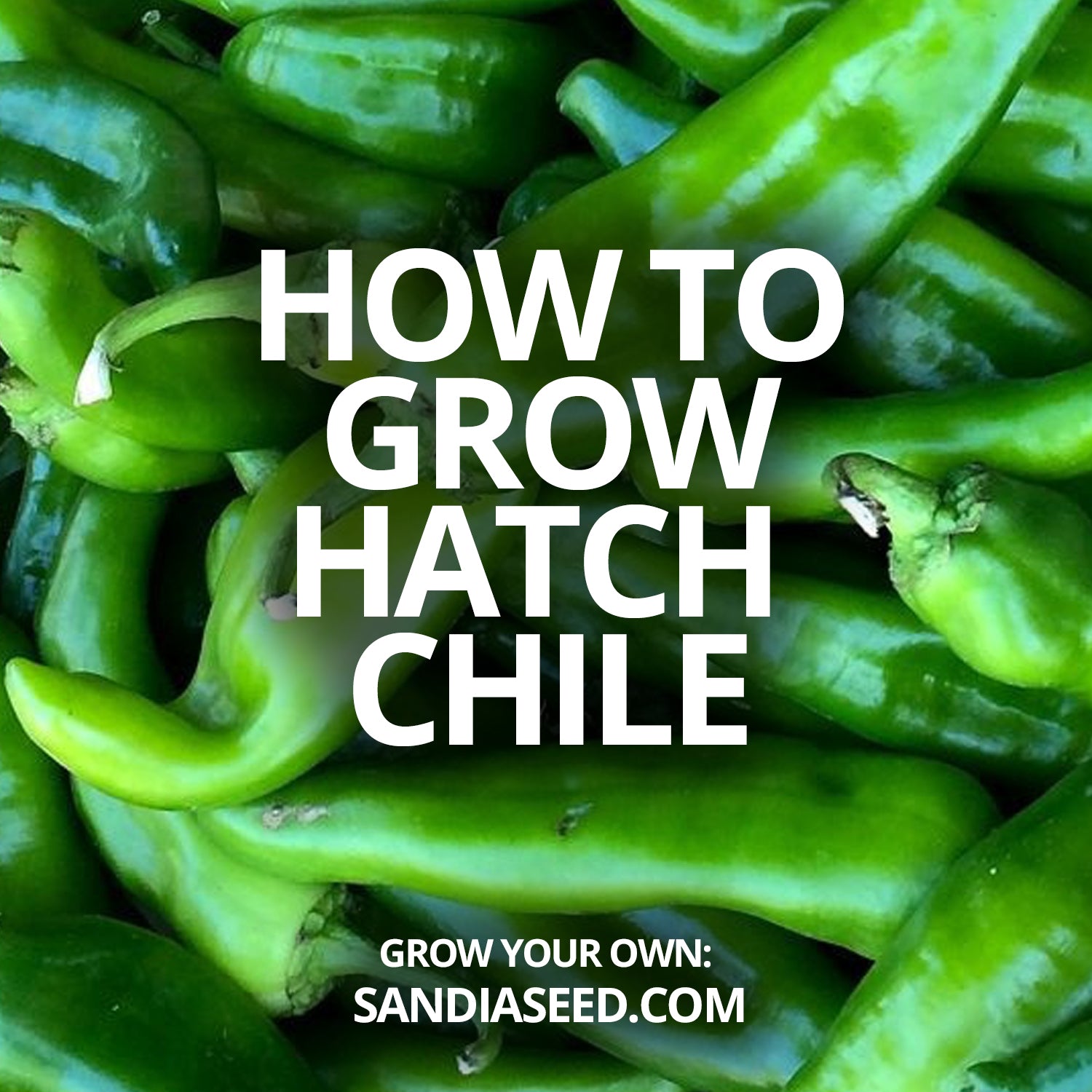 How to grow Hatch Chile Sandia Seed Company