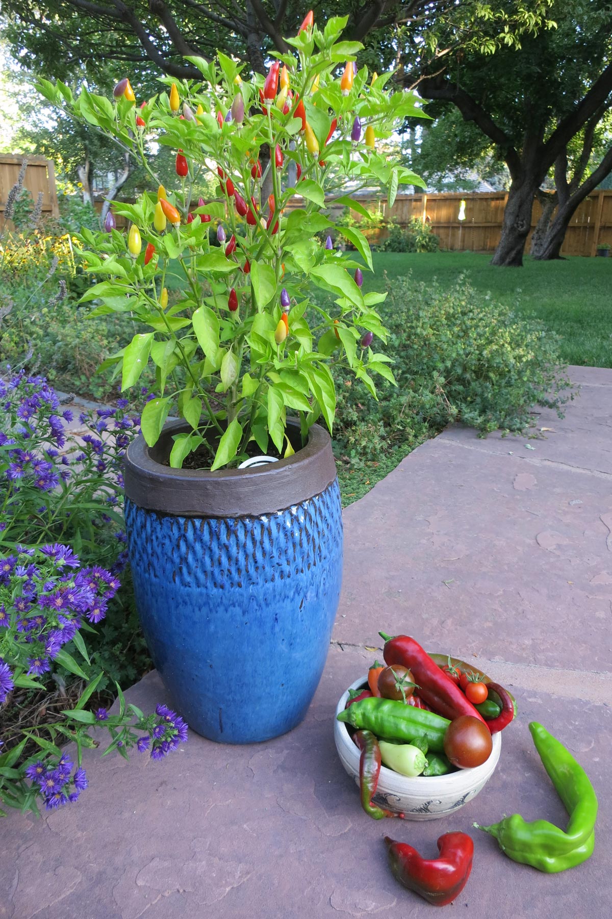 How Long Do Chilli Plants Live Sandia Seed Company