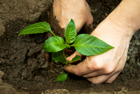 How to Grow Green Peppers from Seeds