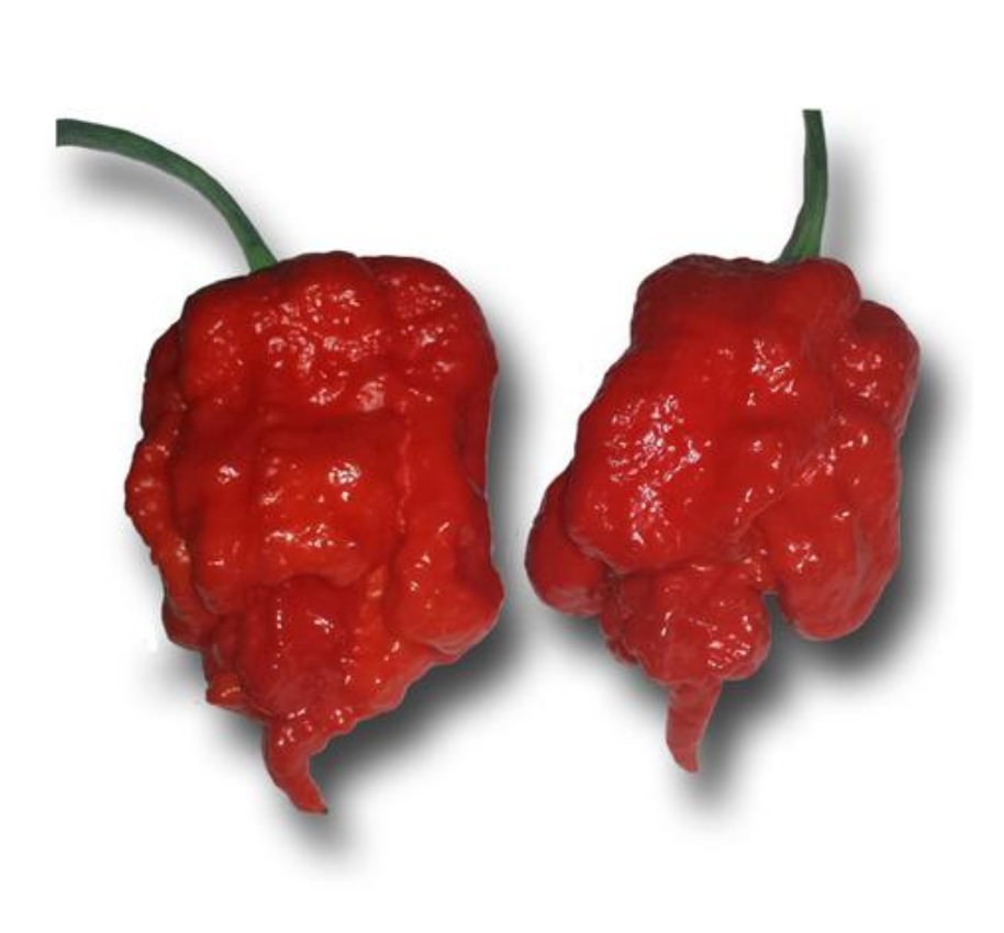 donaldson farms carolina reaper seeds