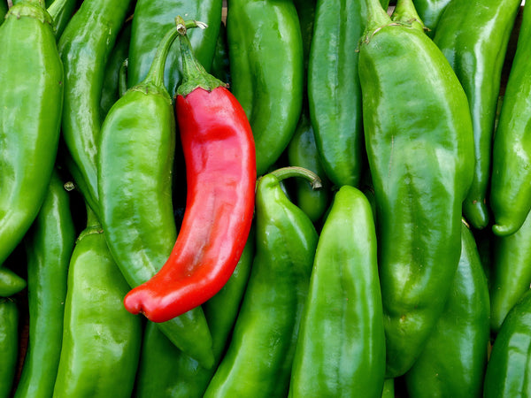 Hot Pepper Seeds | Hatch Chile Seeds | Sandia Seed Company