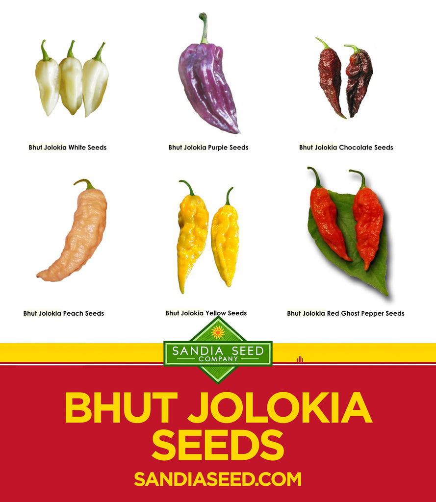 udelukkende Lave repulsion Bhut Jolokia Seeds – Sandia Seed Company