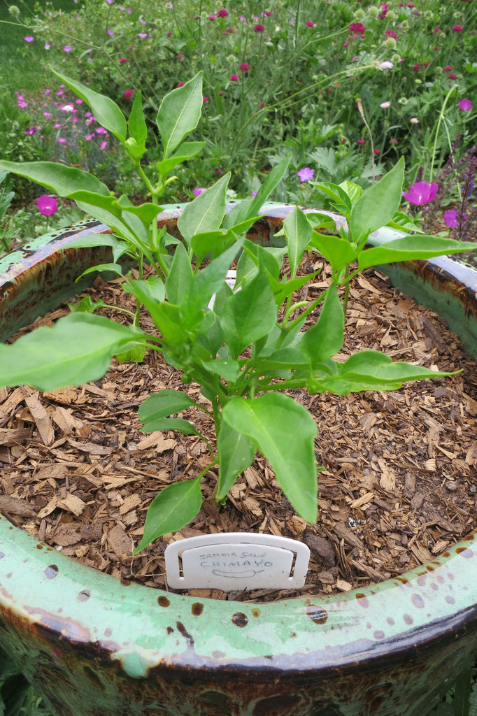 How often to water pepper plants in pots