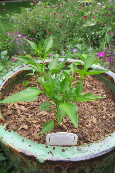 Best Vegetables to grow in Colorado: Chimayo Chile
