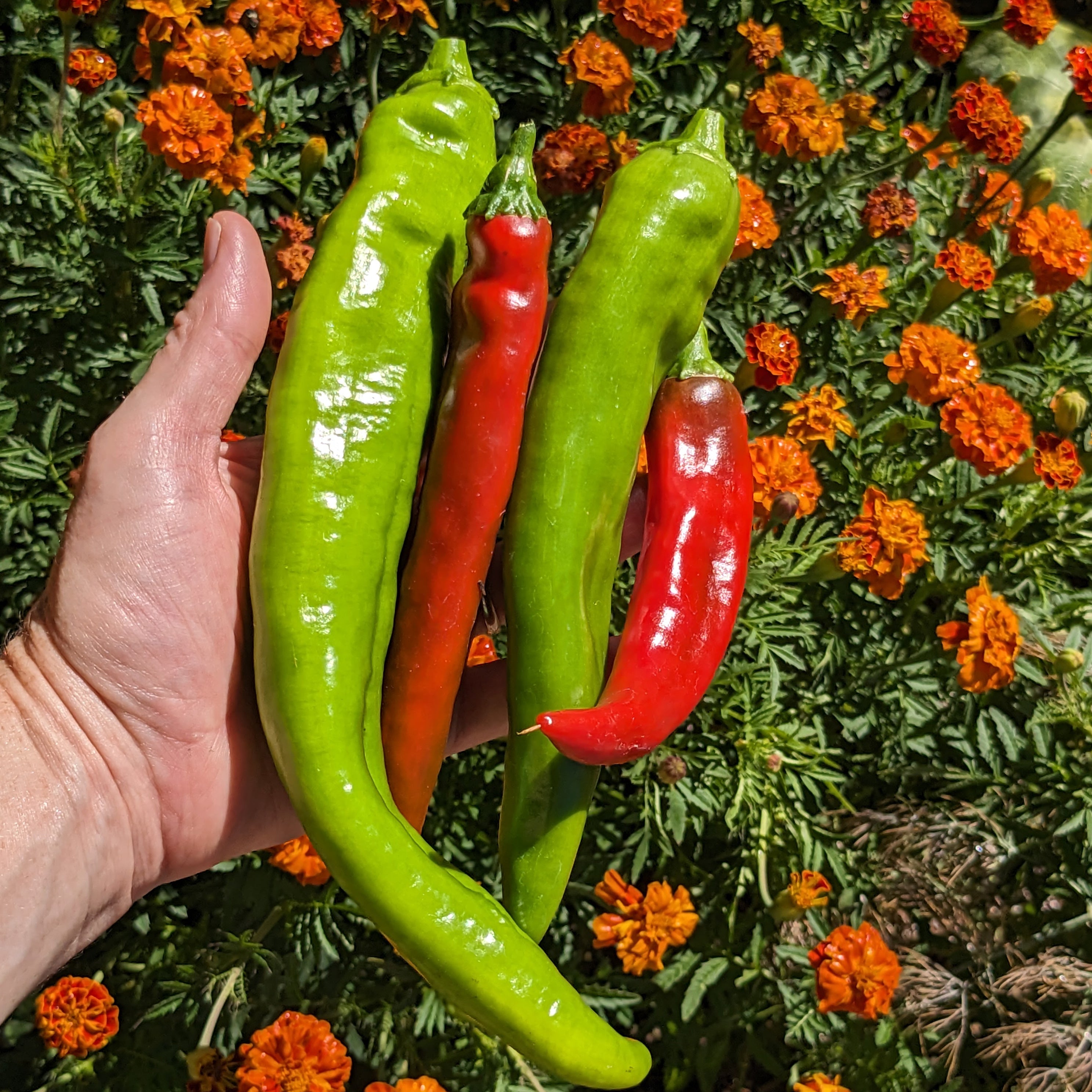 Are Hatch Chiles heirlooms?