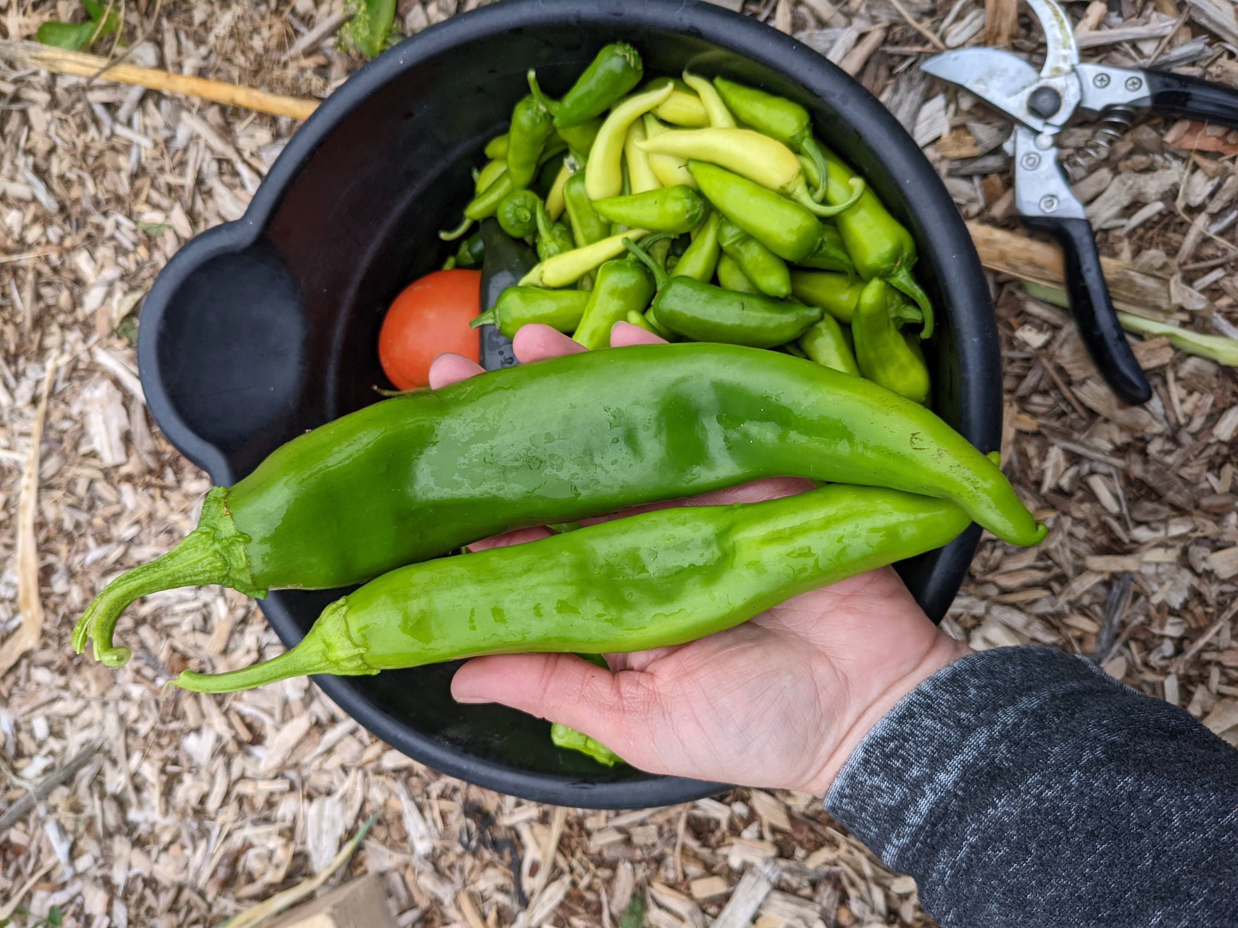 Can you grow chile peppers in New England?