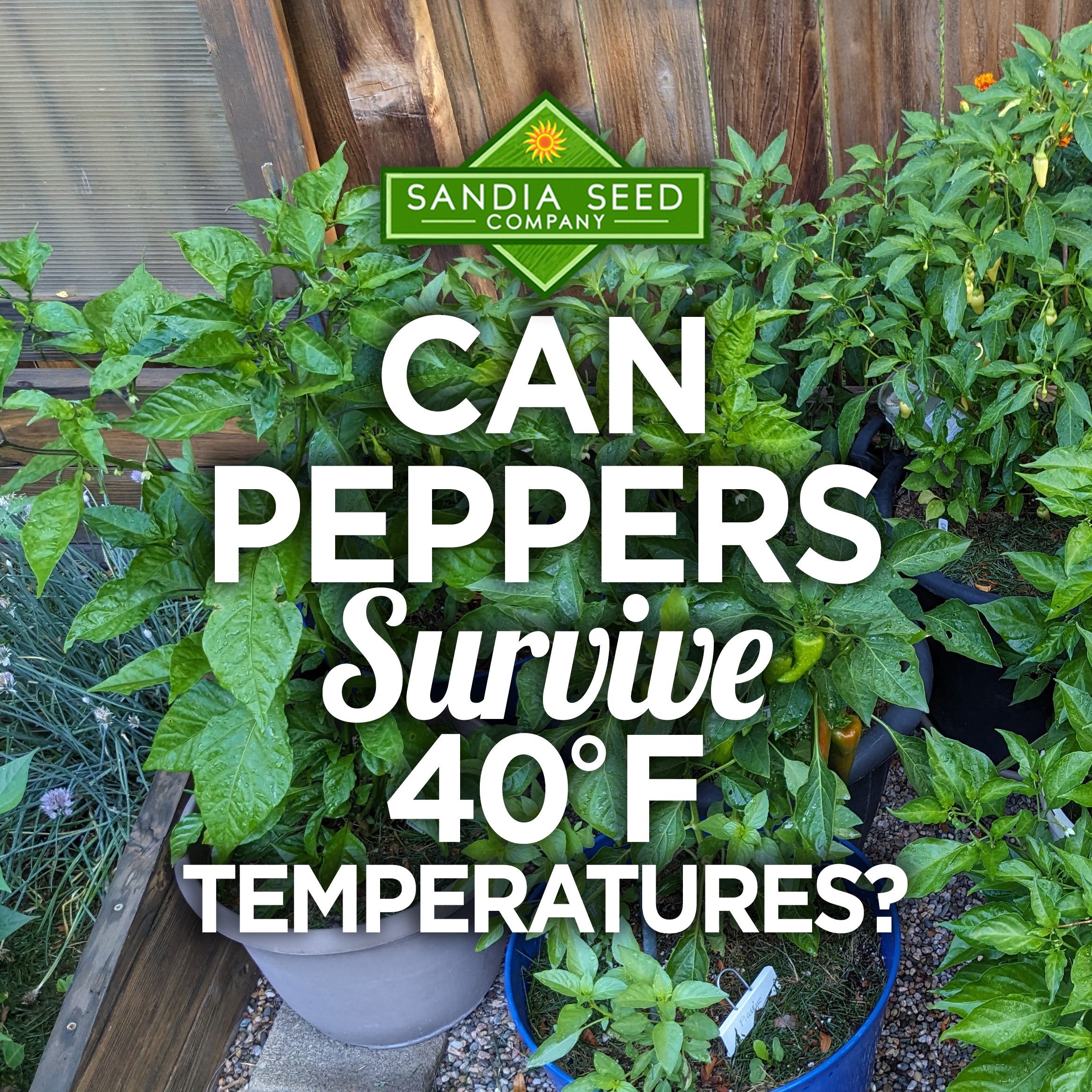 Can peppers survive 40 degree temperatures?