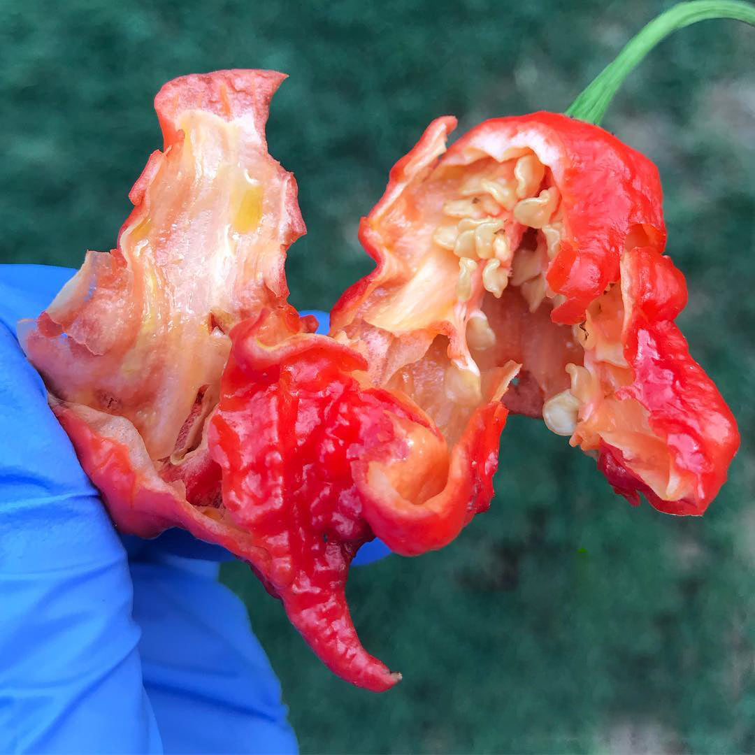 Handling Hot Peppers: Carolina Reaper