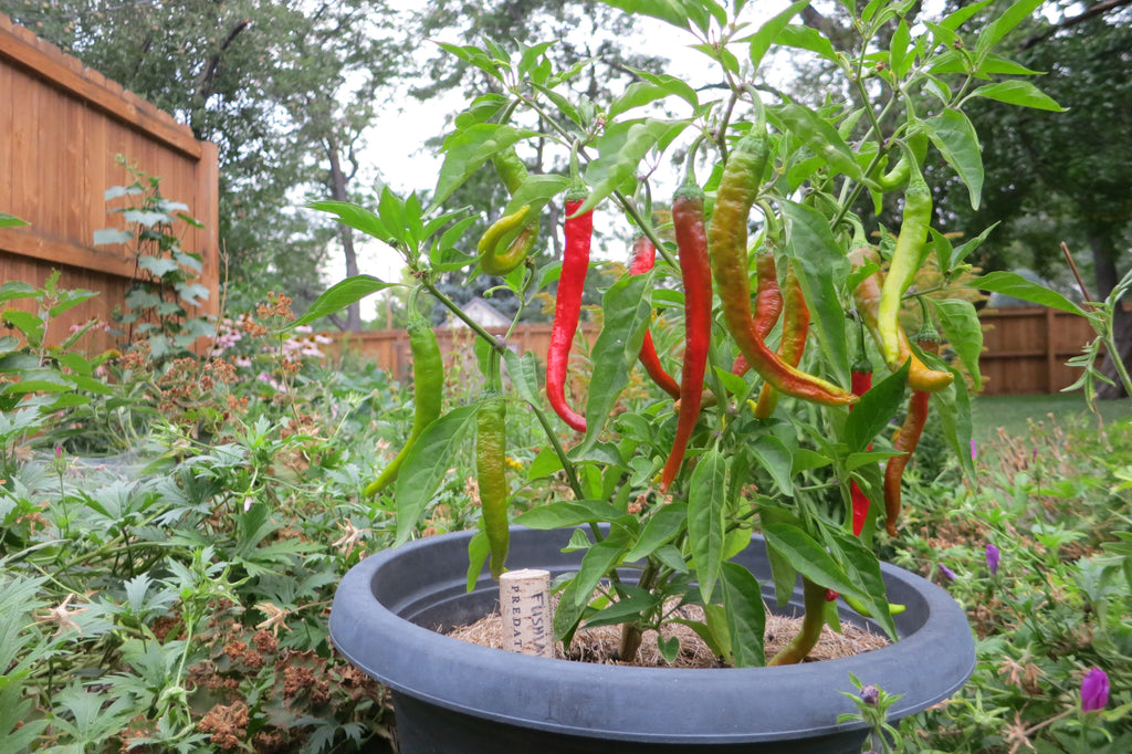 How often to water pepper plants in pots and containers?