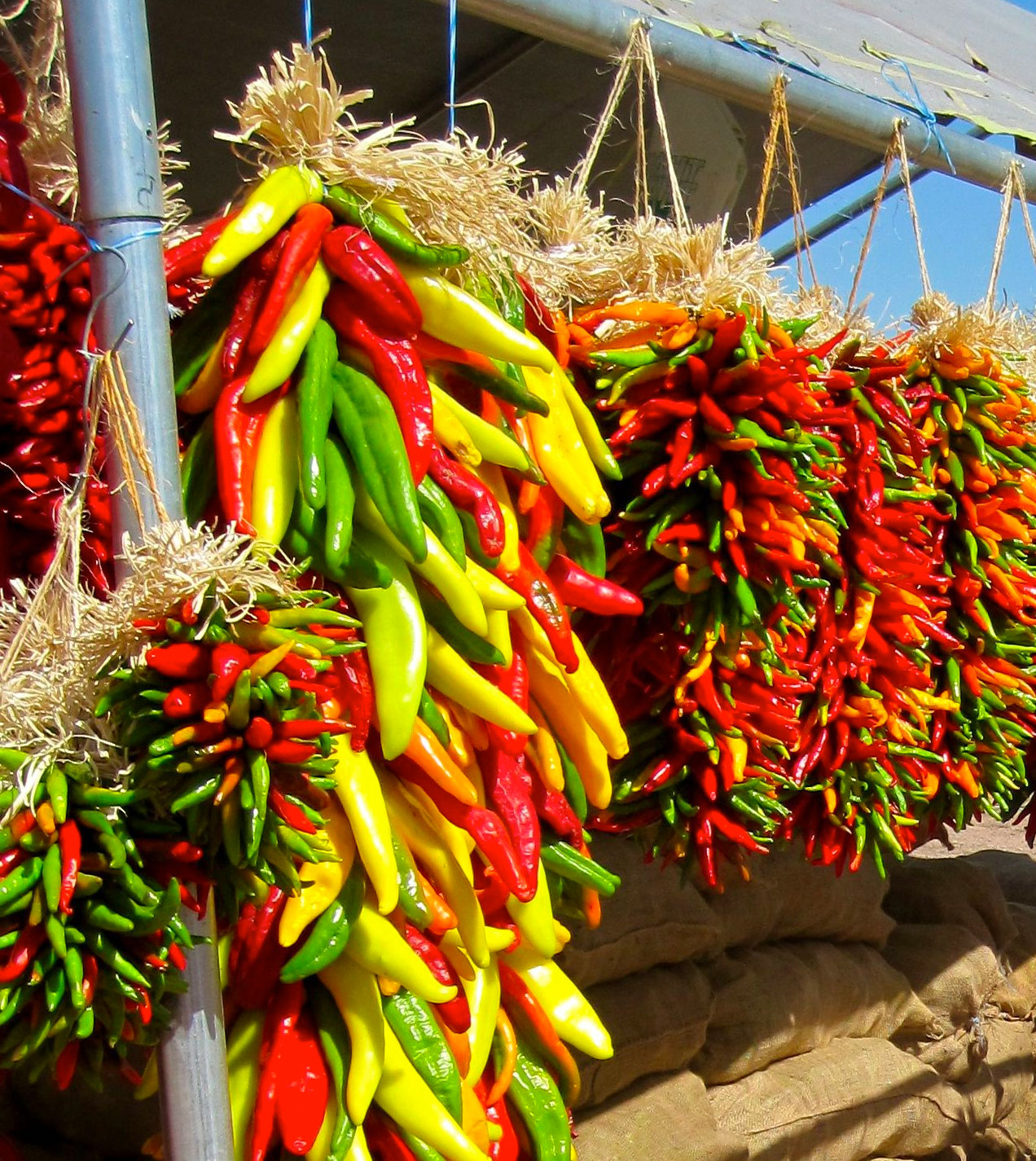 Do Green Chillies turn Red? – Sandia Seed Company
