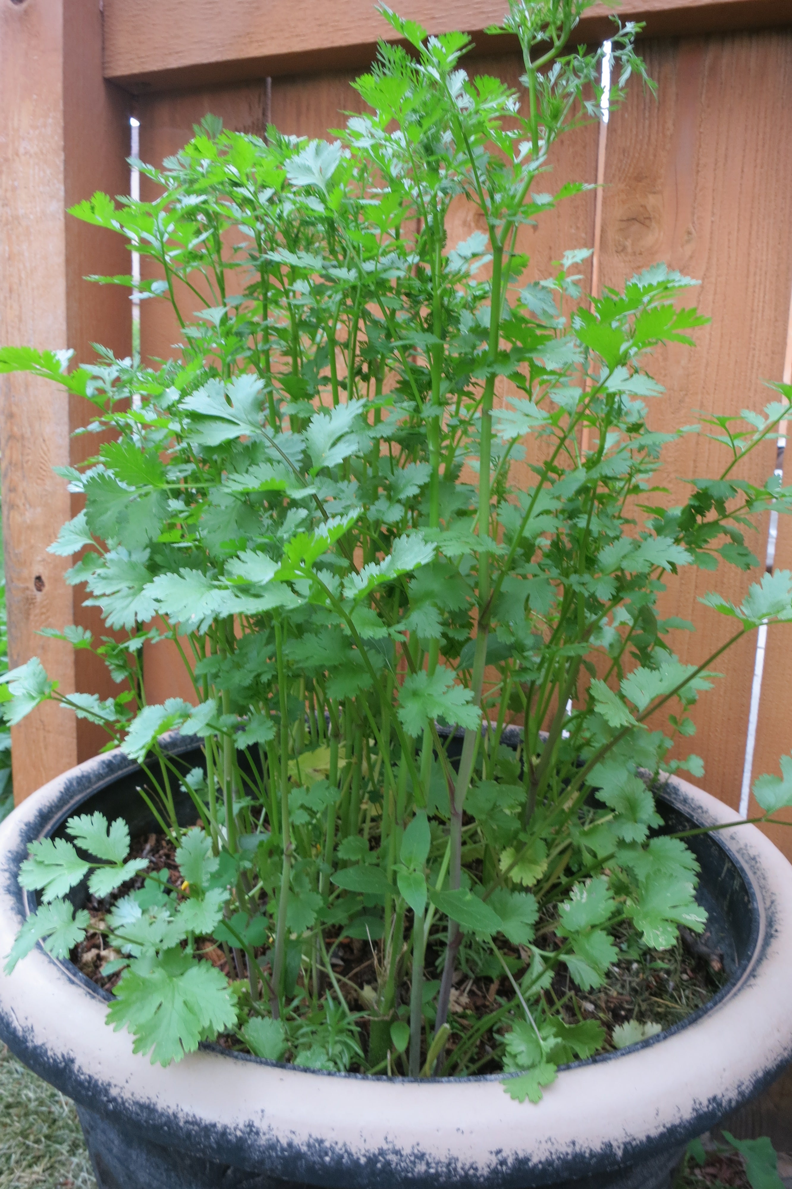 Growing Cilantro Seeds in Pots