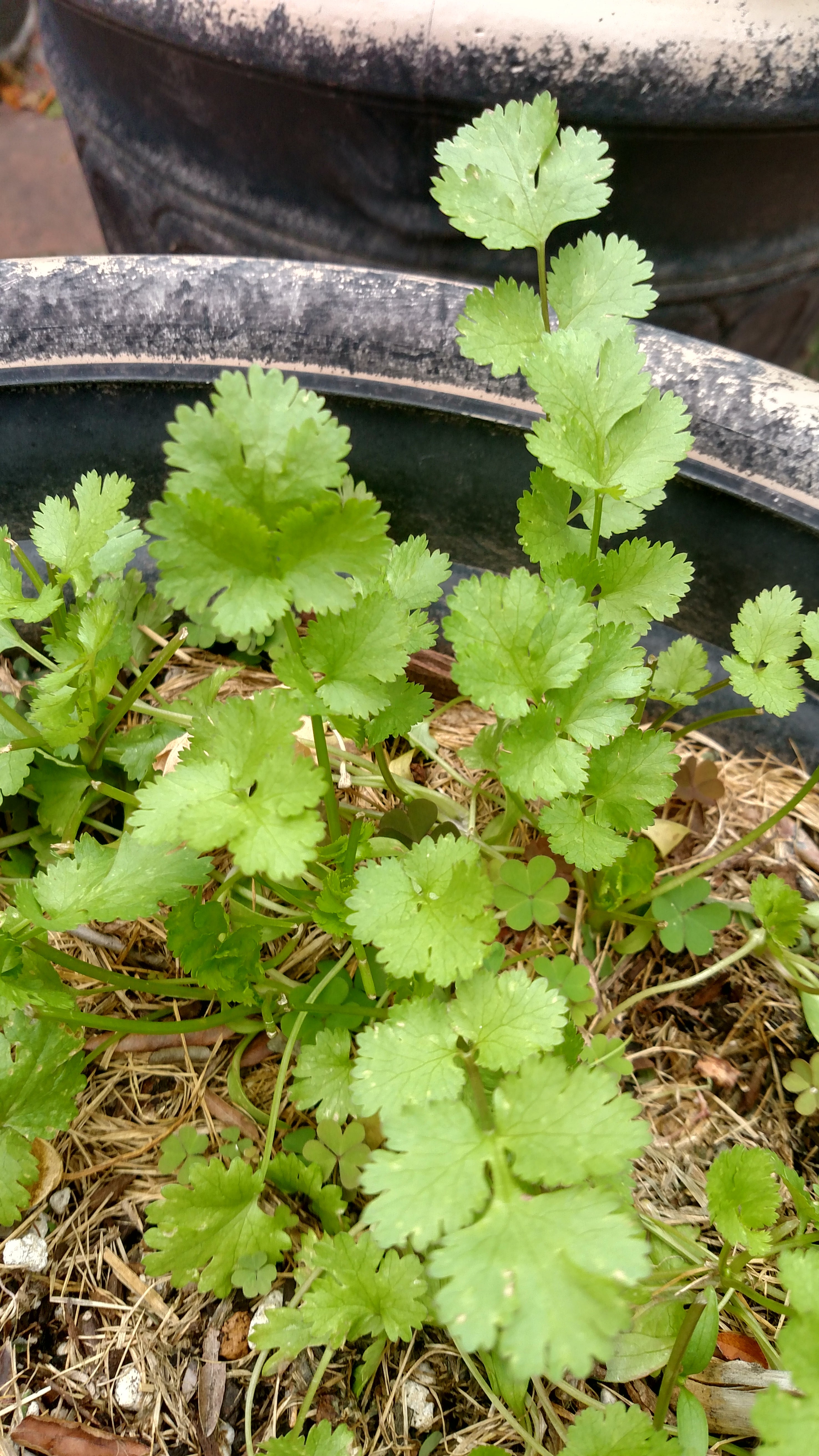 Vegetable Container Gardens - Cilantro can be direct seeded outdoors