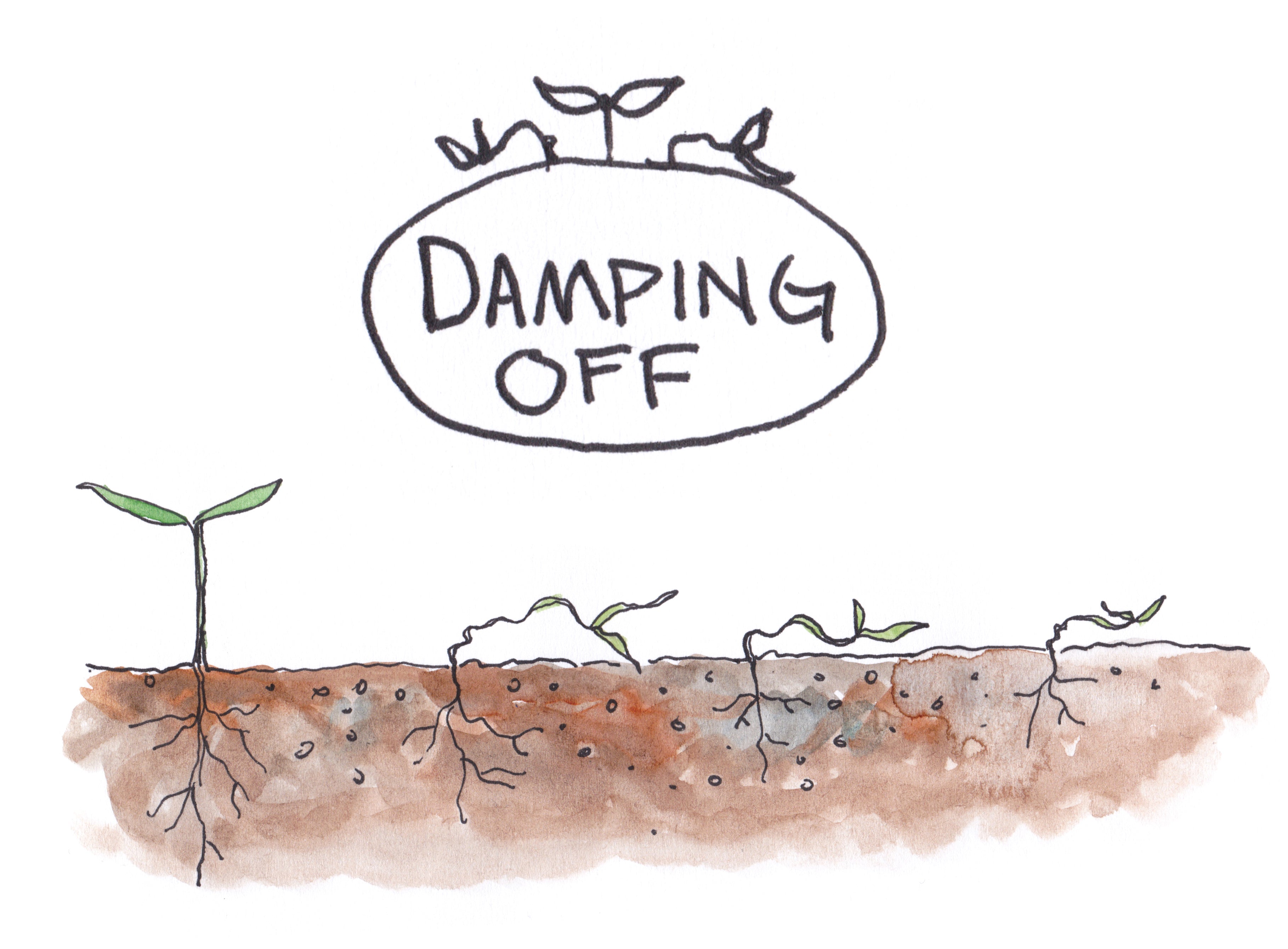 Seedlings Damping off