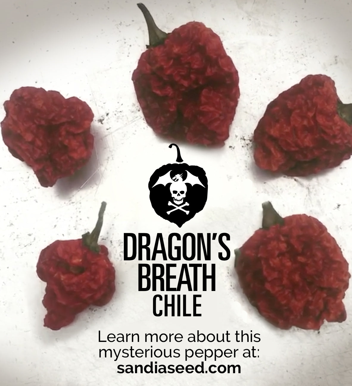 Dragon S Breath Chilli At 2 48 Million Scoville Sandia Seed Company