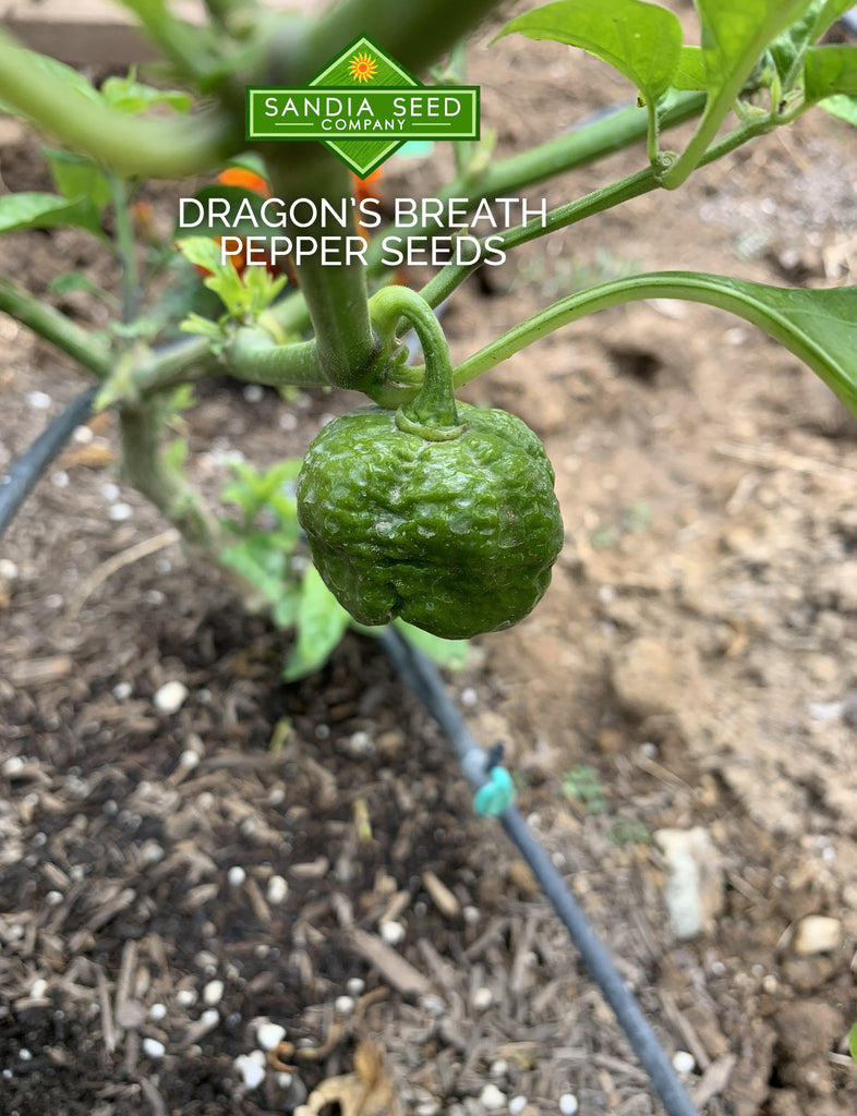 Dragon's Breath Chili Plant and Pod