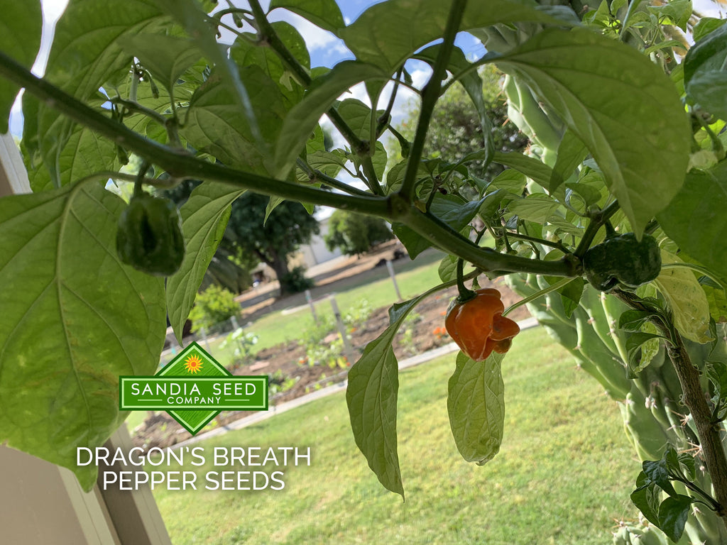 Dragon S Breath Chilli At 2 48 Million Scoville Sandia Seed Company