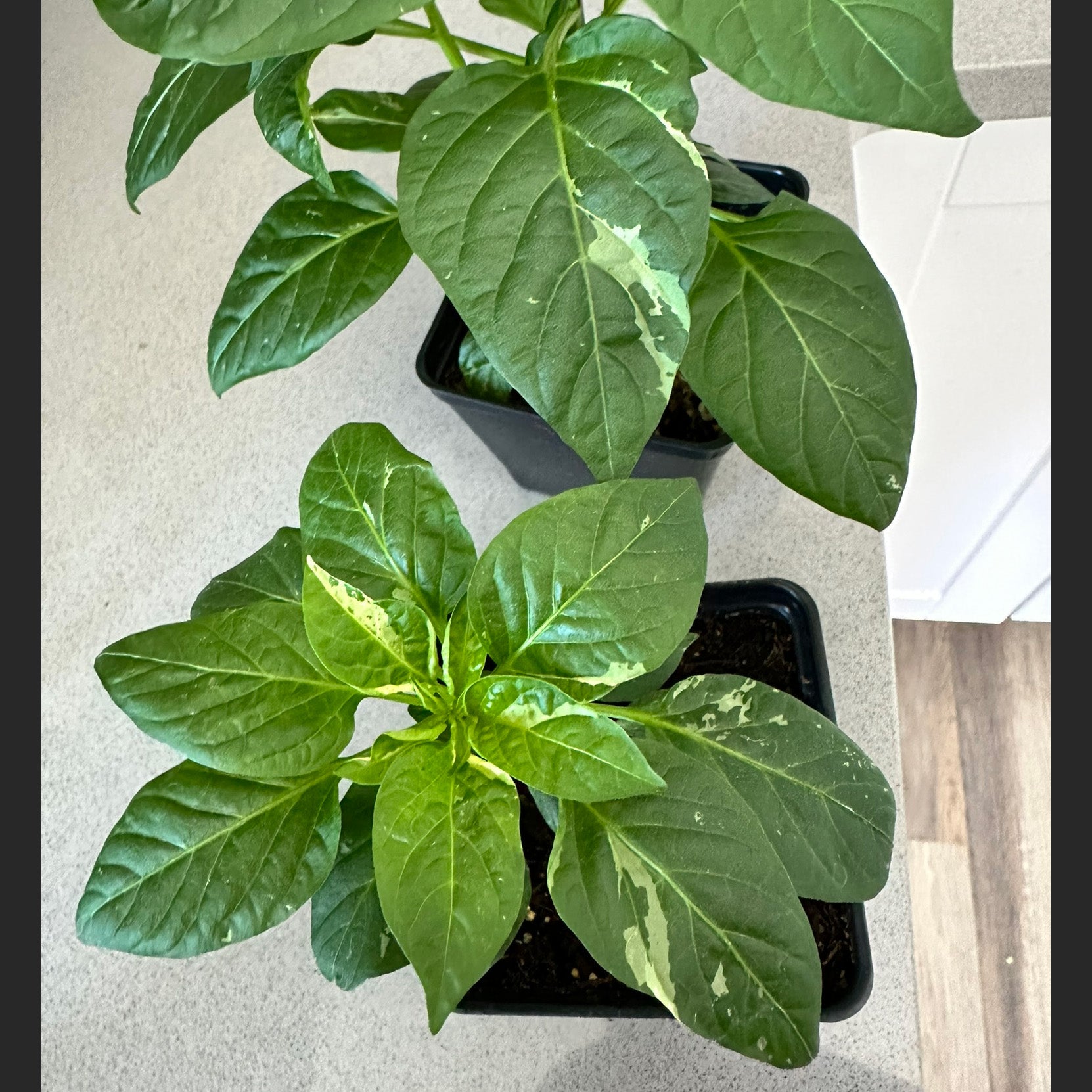 Growing Peppers from Seed