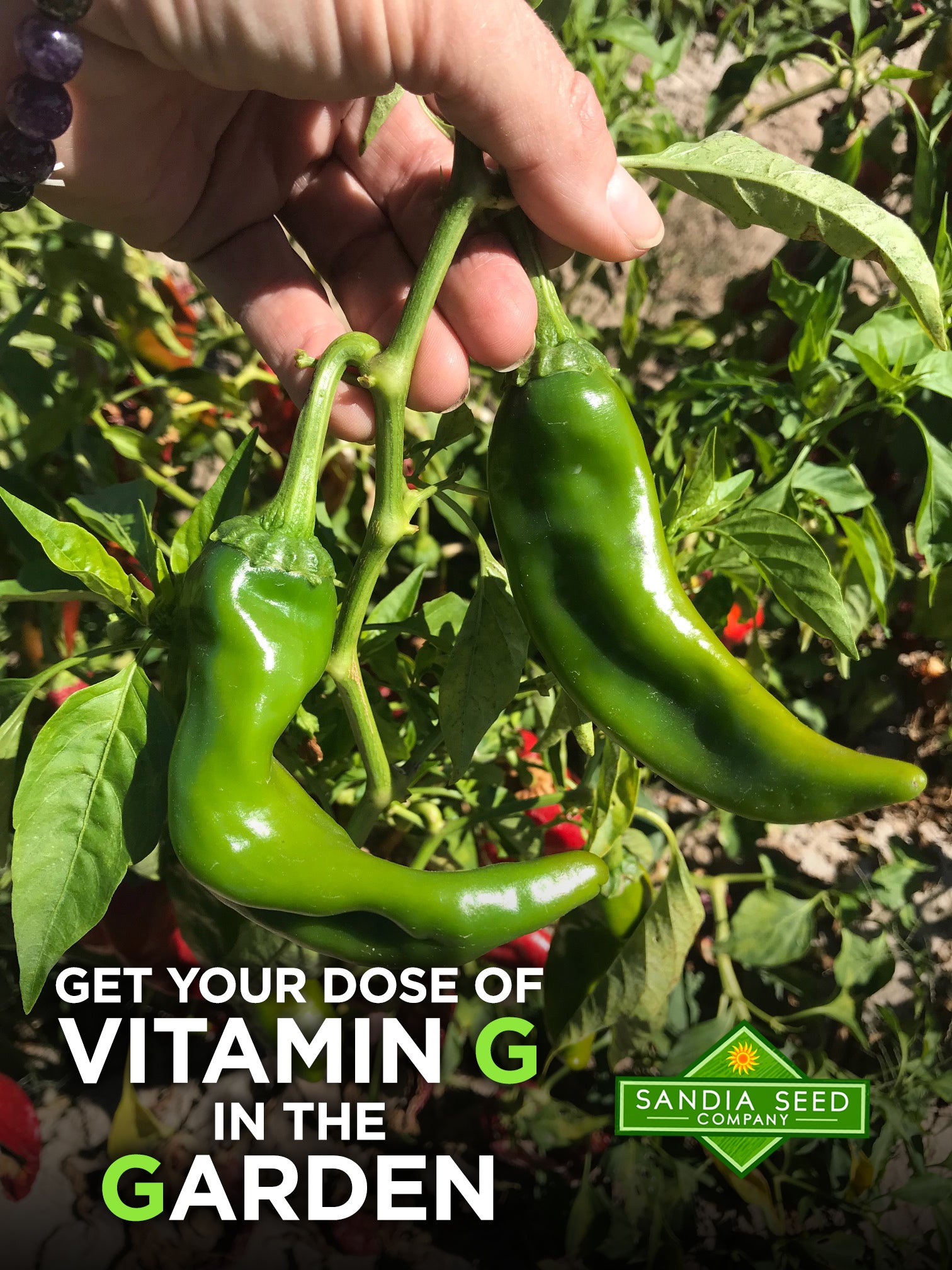 Garden Memes: Get your dost of Vitamin G in the Garden