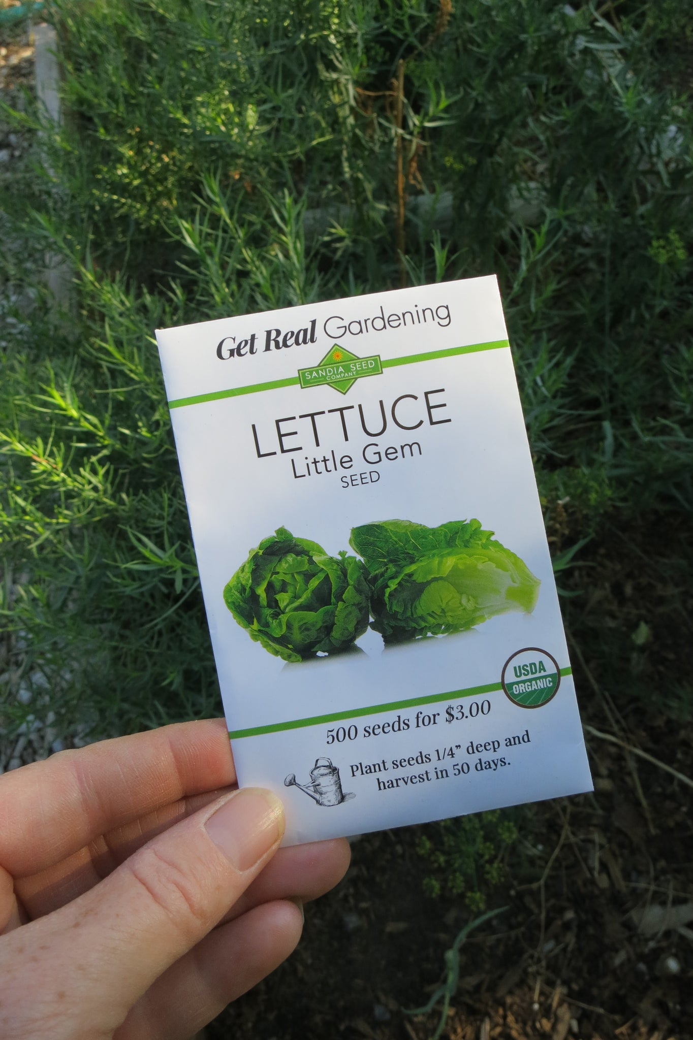 Lettuce - Little Gem Seeds – Sandia Seed Company