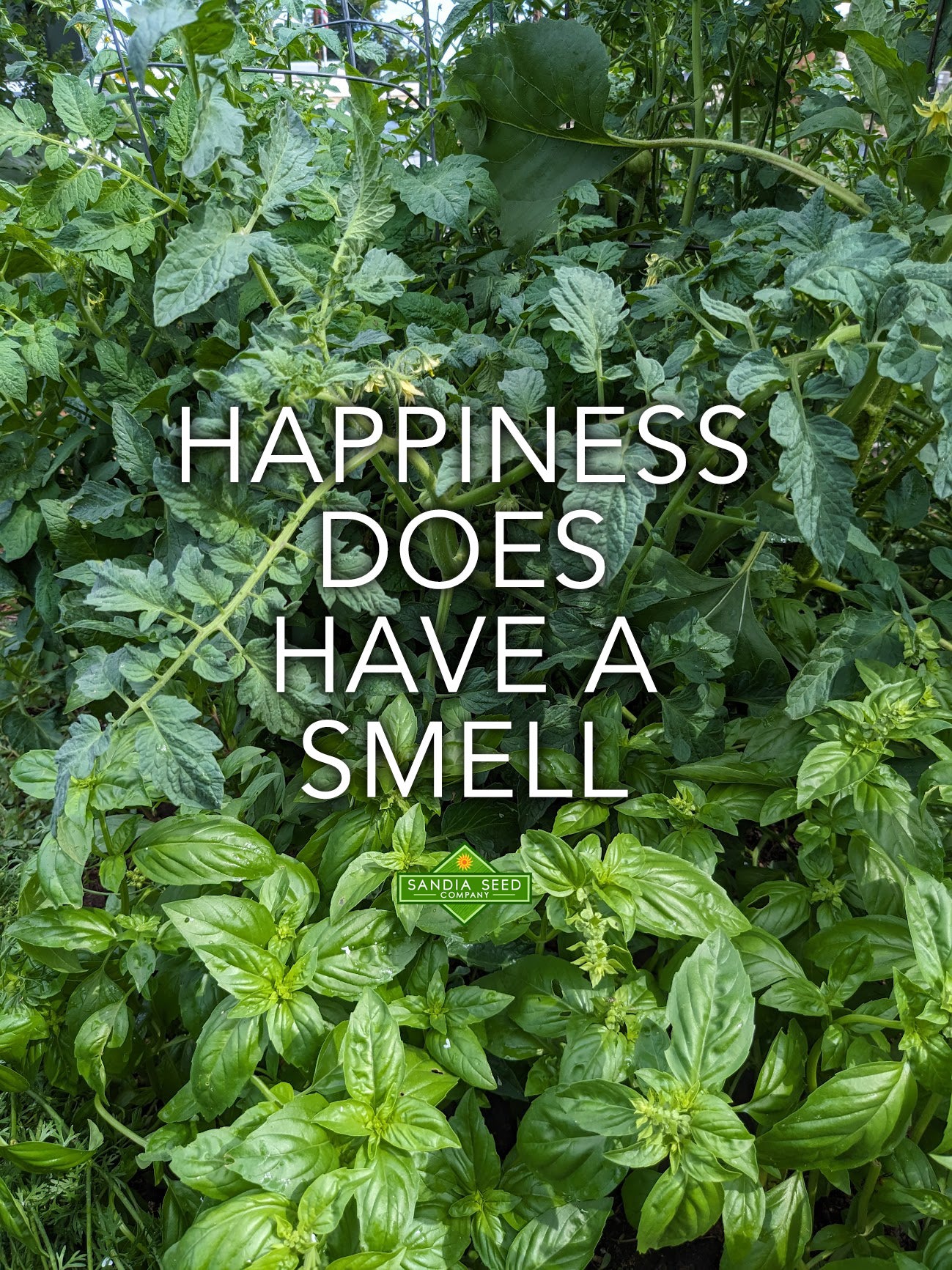 Herb Seeds for Sale: Happiness does have a smell.