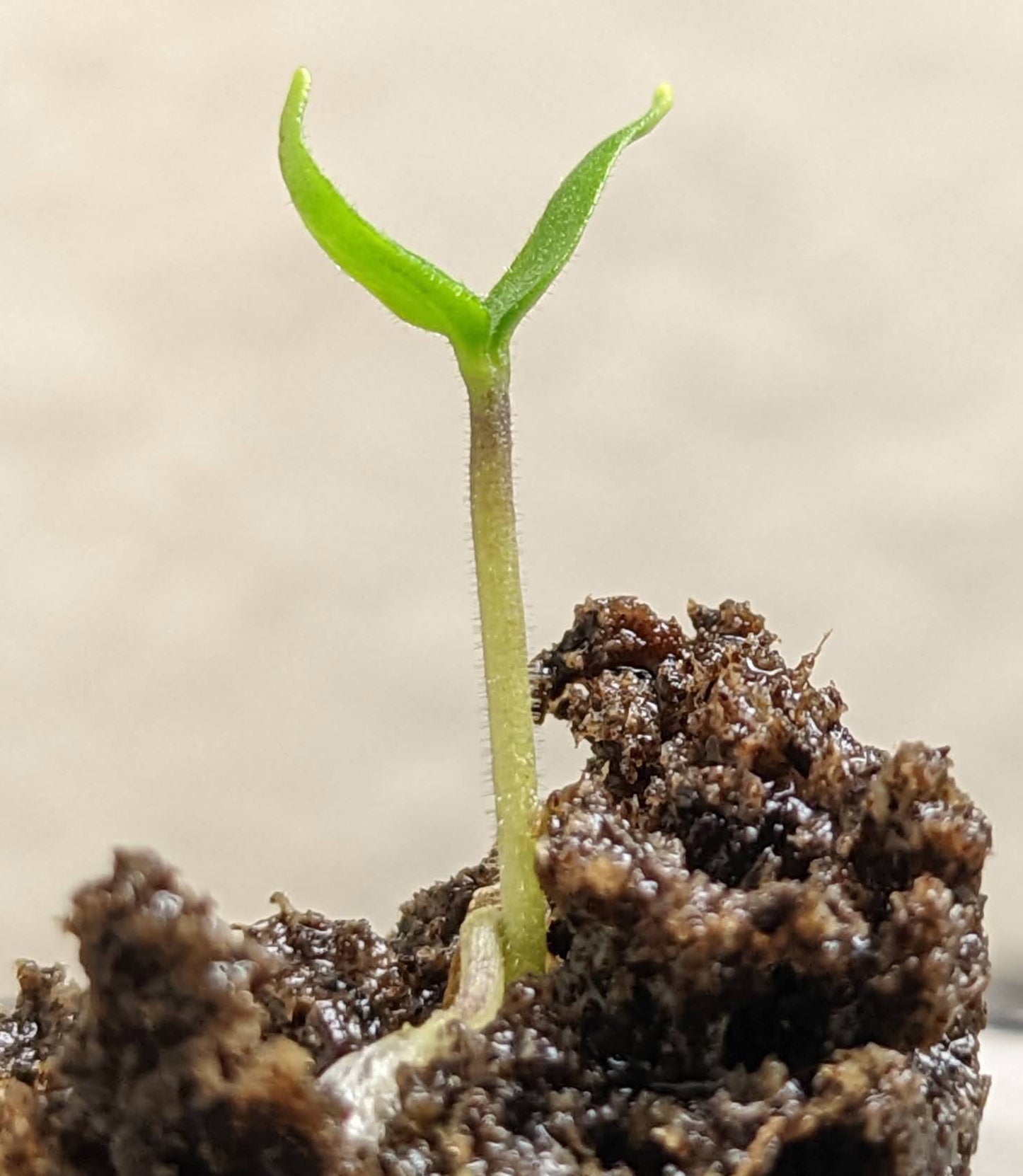 Germinating pepper seeds - how long does it take?