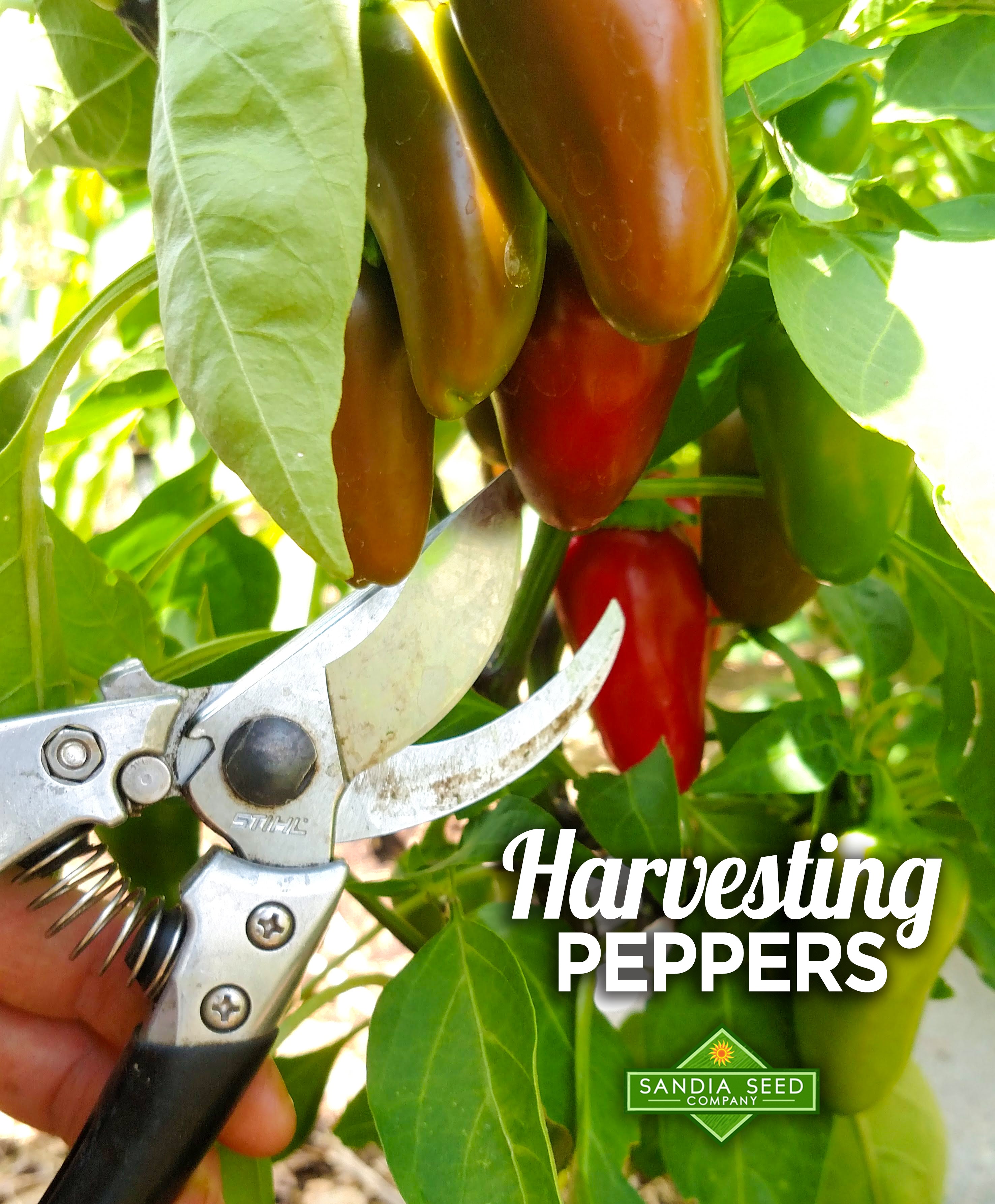 Harvesting Peppers