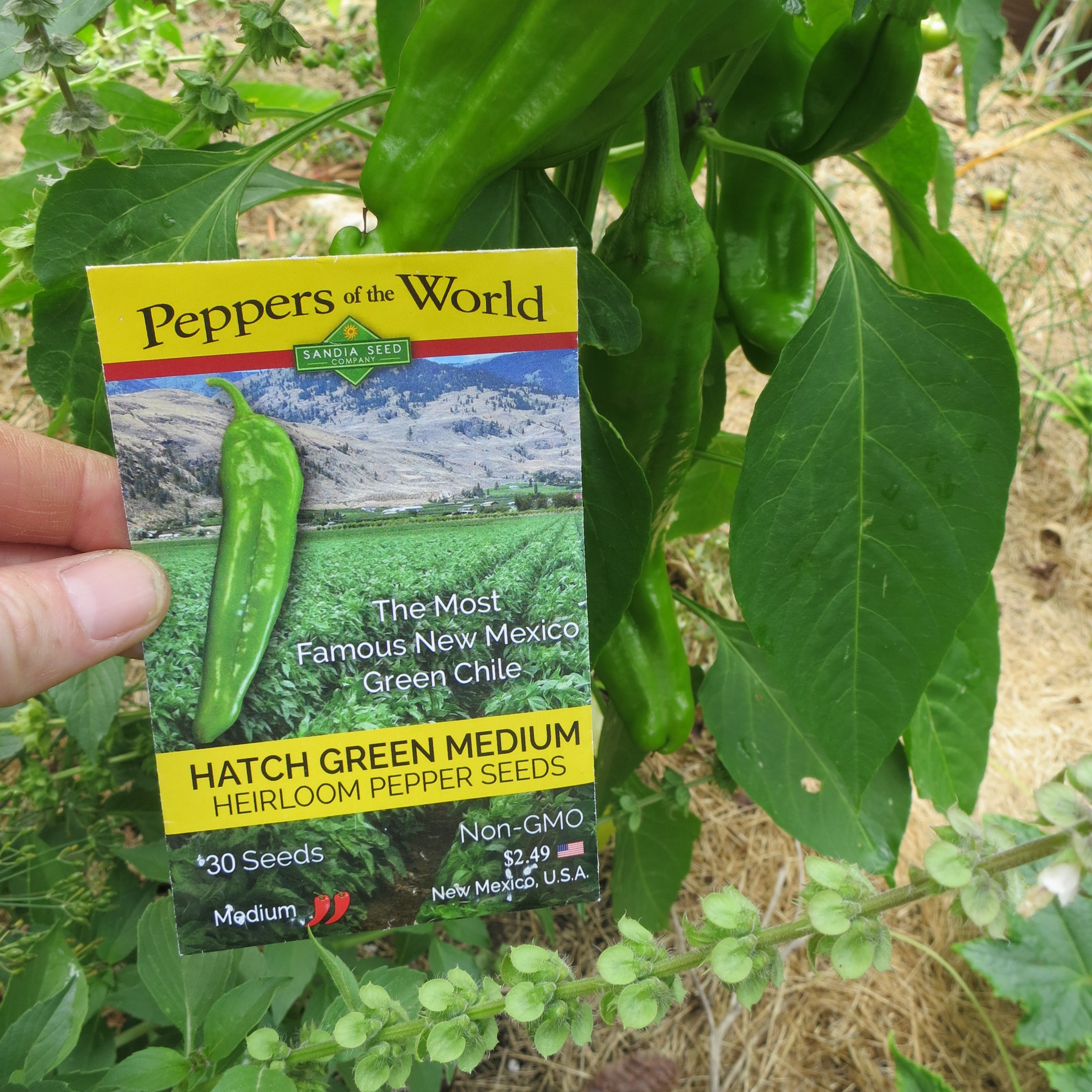 Green Chile Plants