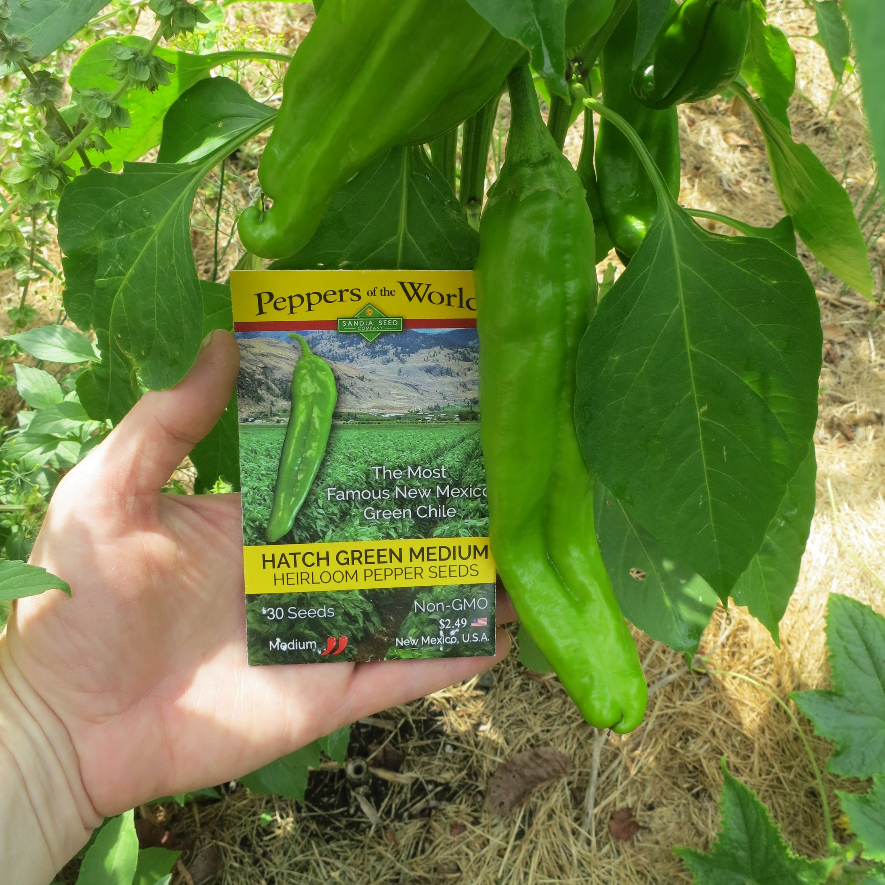 How to Grow Hatch Chile from Seeds!