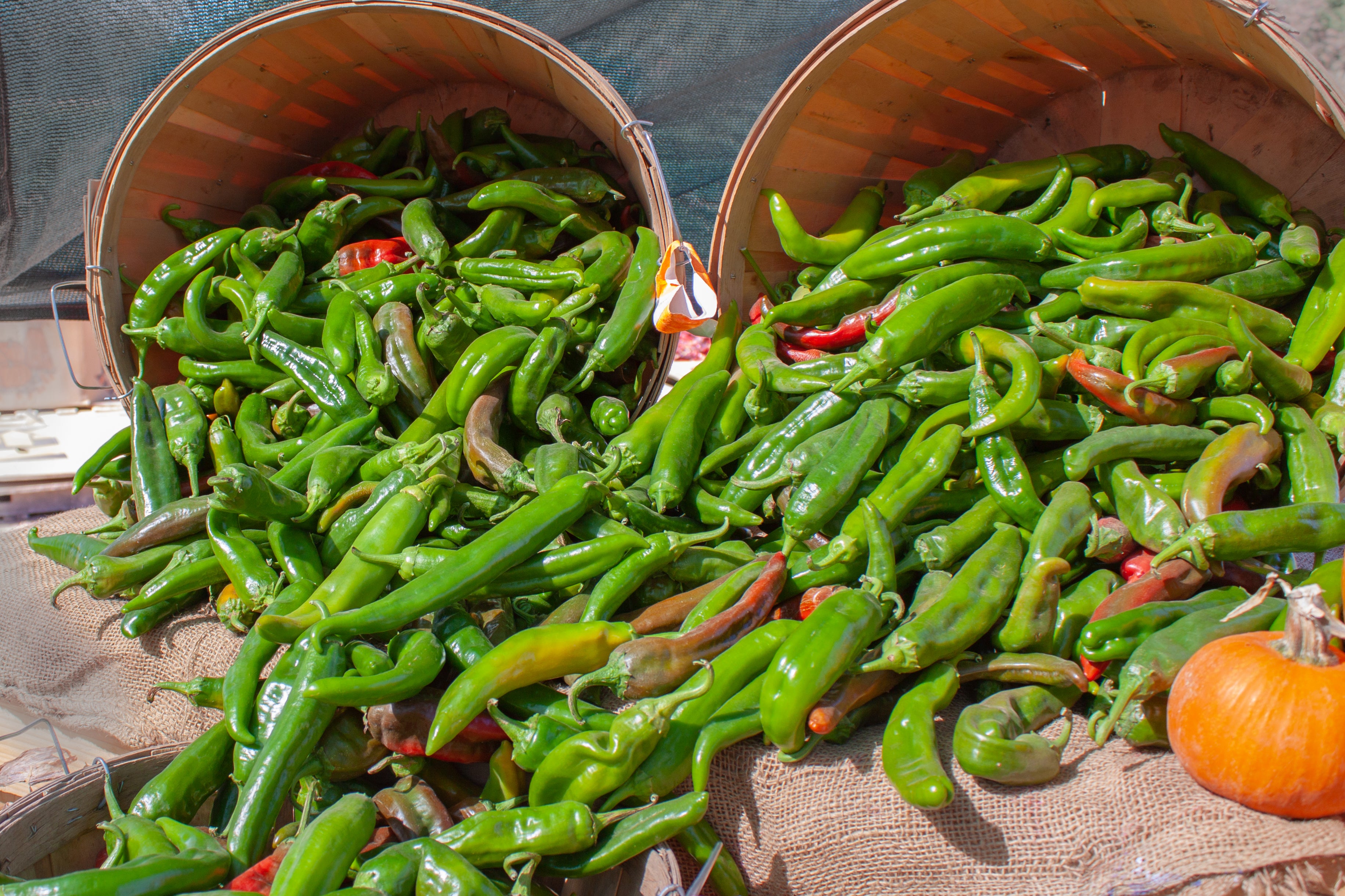 What is special about Hatch chile?