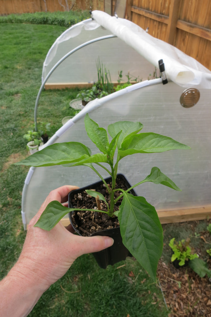 https://www.sandiaseed.com/blogs/news/can-peppers-survive-40-degree-weather